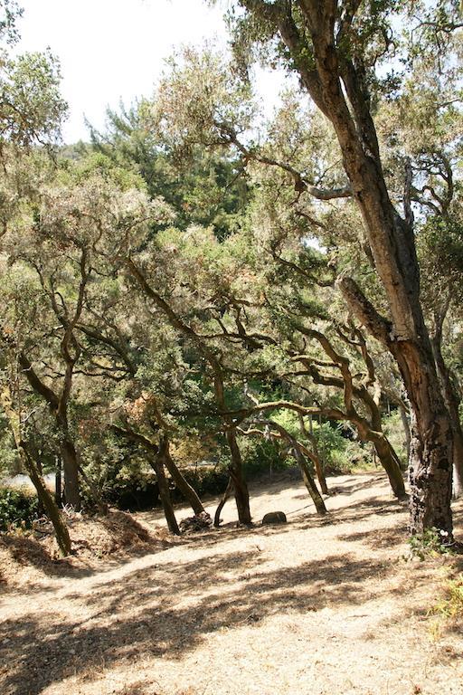 0 Robinson Canyon Road, CARMEL VALLEY, California 93923, ,Lots And Land,For Sale,Robinson Canyon Road,40963254