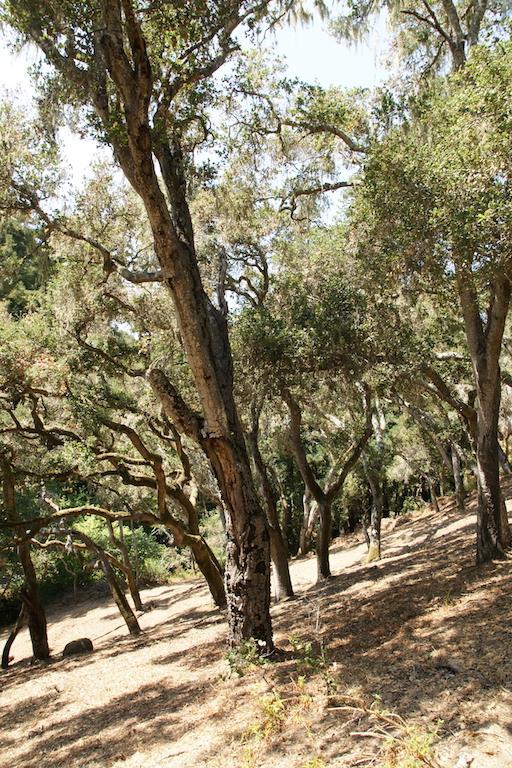 0 Robinson Canyon Road, CARMEL VALLEY, California 93923, ,Lots And Land,For Sale,Robinson Canyon Road,40963254