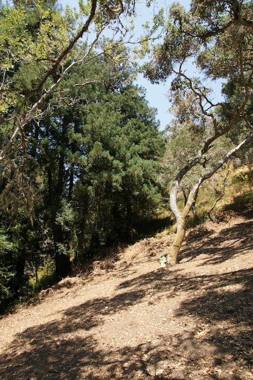 0 Robinson Canyon Road, CARMEL VALLEY, California 93923, ,Lots And Land,For Sale,Robinson Canyon Road,40963254