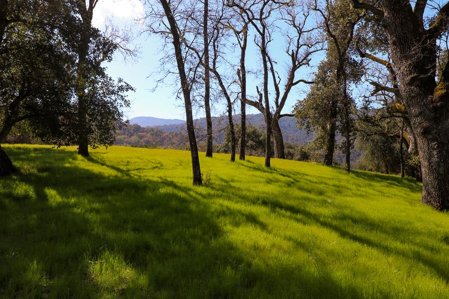27 Arroyo Sequoia, CARMEL, California 93923, ,Lots And Land,For Sale,Arroyo Sequoia,40963612