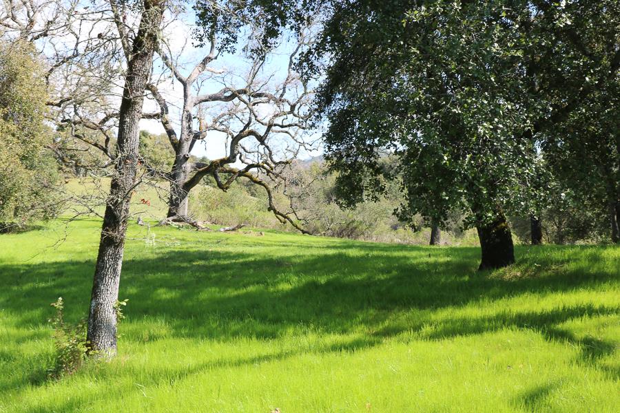 27 Arroyo Sequoia, CARMEL, California 93923, ,Lots And Land,For Sale,Arroyo Sequoia,40963612