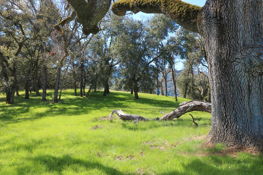 27 Arroyo Sequoia, CARMEL, California 93923, ,Lots And Land,For Sale,Arroyo Sequoia,40963612