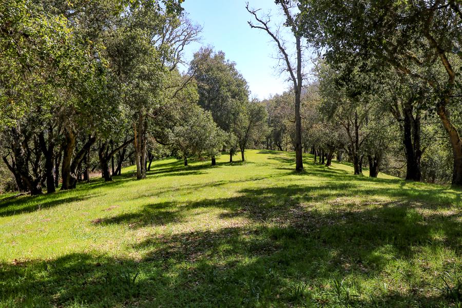 33 Arroyo Sequoia, CARMEL, California 93923, ,Lots And Land,For Sale,Arroyo Sequoia,40963613