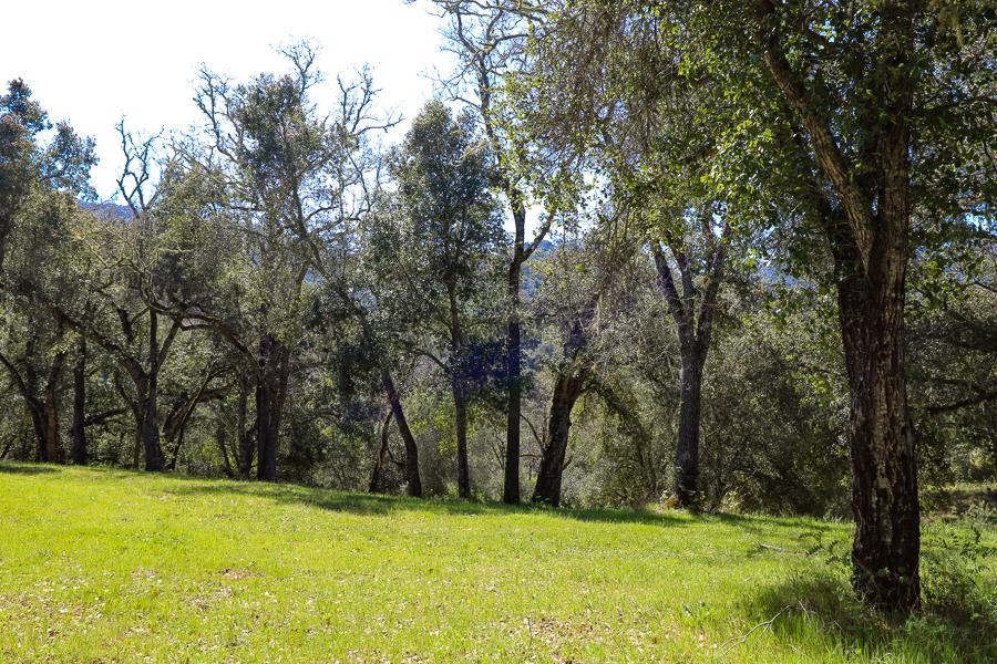 33 Arroyo Sequoia, CARMEL, California 93923, ,Lots And Land,For Sale,Arroyo Sequoia,40963613