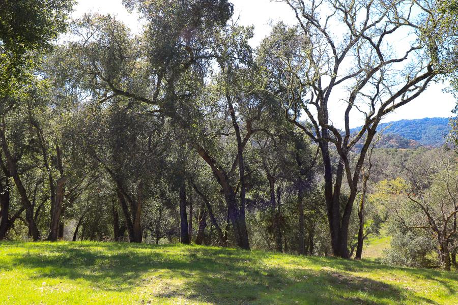 33 Arroyo Sequoia, CARMEL, California 93923, ,Lots And Land,For Sale,Arroyo Sequoia,40963613