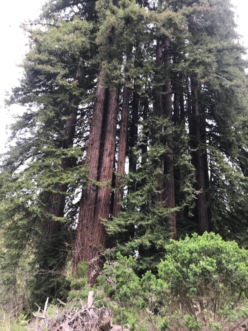 0 Rodeo Gulch, SOQUEL, California 95073, ,Lots And Land,For Sale,Rodeo Gulch,40963460