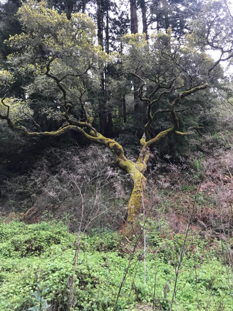 0 Rodeo Gulch, SOQUEL, California 95073, ,Lots And Land,For Sale,Rodeo Gulch,40963460