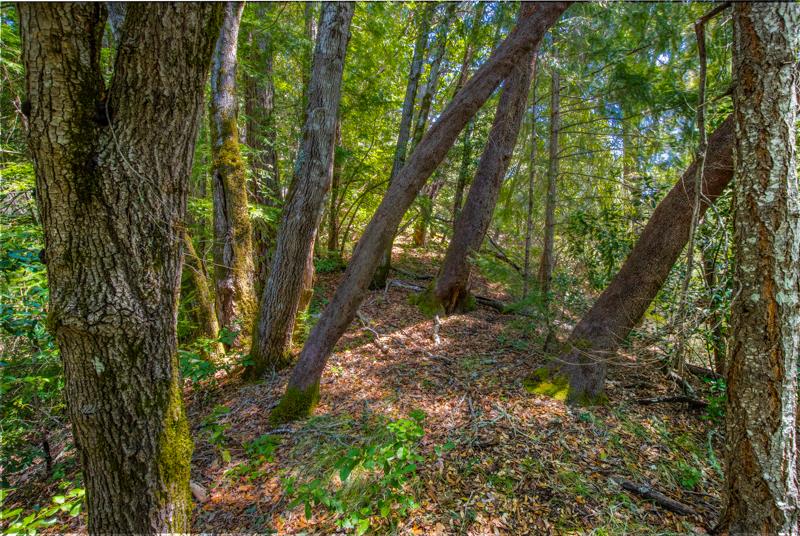 Lot 61 Quigg Way, BOULDER CREEK, California 95006, ,Lots And Land,For Sale,Quigg Way,40962050