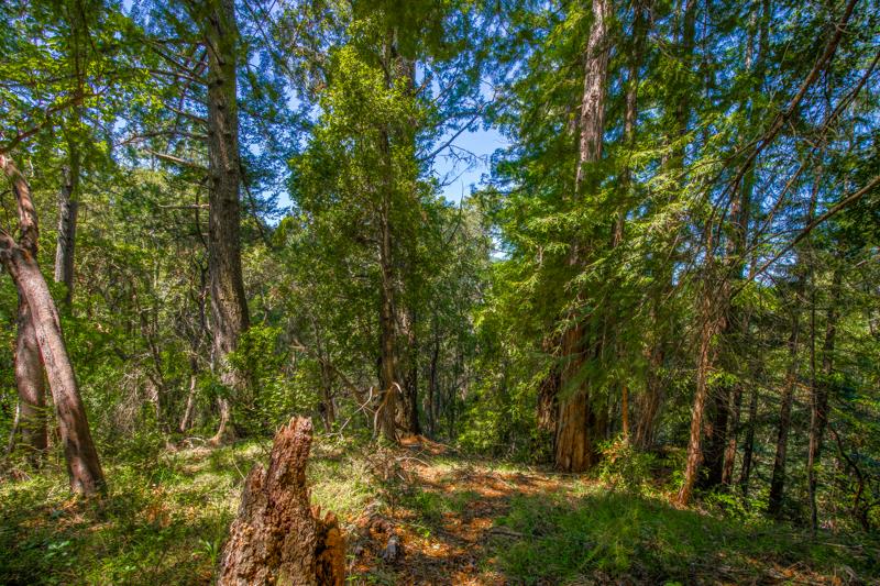 Lot 61 Quigg Way, BOULDER CREEK, California 95006, ,Lots And Land,For Sale,Quigg Way,40962050