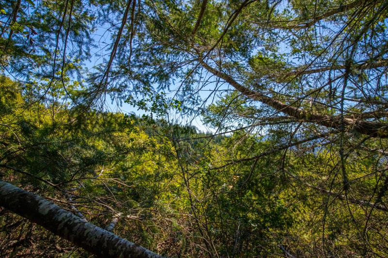 Lot 61 Quigg Way, BOULDER CREEK, California 95006, ,Lots And Land,For Sale,Quigg Way,40962050