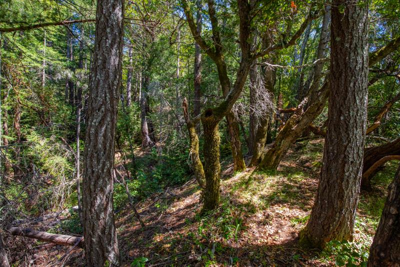 Lot 61 Quigg Way, BOULDER CREEK, California 95006, ,Lots And Land,For Sale,Quigg Way,40962050