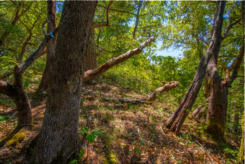 Lot 61 Quigg Way, BOULDER CREEK, California 95006, ,Lots And Land,For Sale,Quigg Way,40962050