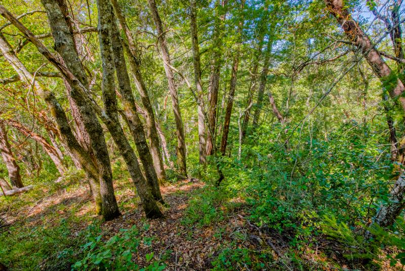 Lot 61 Quigg Way, BOULDER CREEK, California 95006, ,Lots And Land,For Sale,Quigg Way,40962050