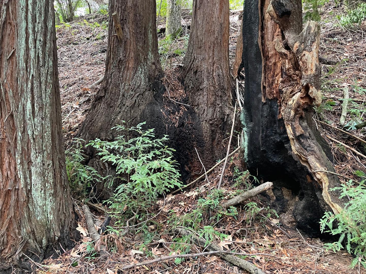 4400 Casa Loma Road, MORGAN HILL, California 95037, ,Lots And Land,For Sale,Casa Loma Road,40961897