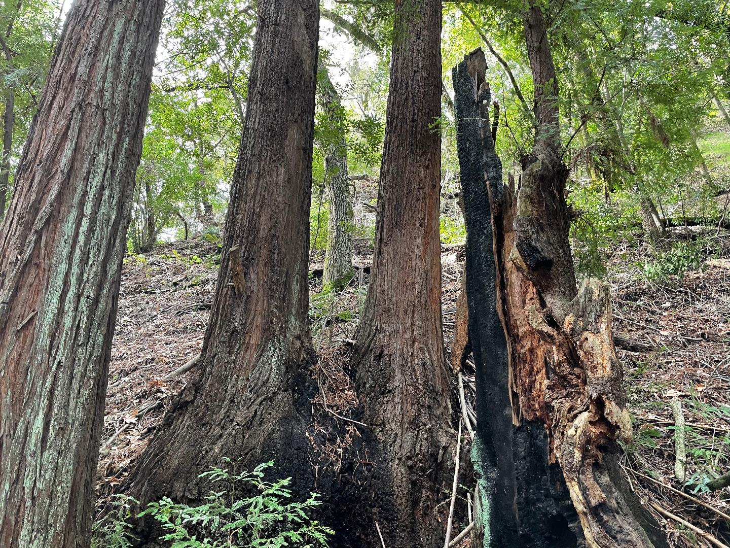 4400 Casa Loma Road, MORGAN HILL, California 95037, ,Lots And Land,For Sale,Casa Loma Road,40961897