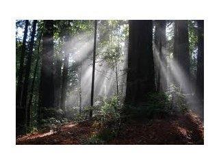 20930 Outer Zayante Road, LOS GATOS, California 95033, ,Lots And Land,For Sale,Outer Zayante Road,40963128