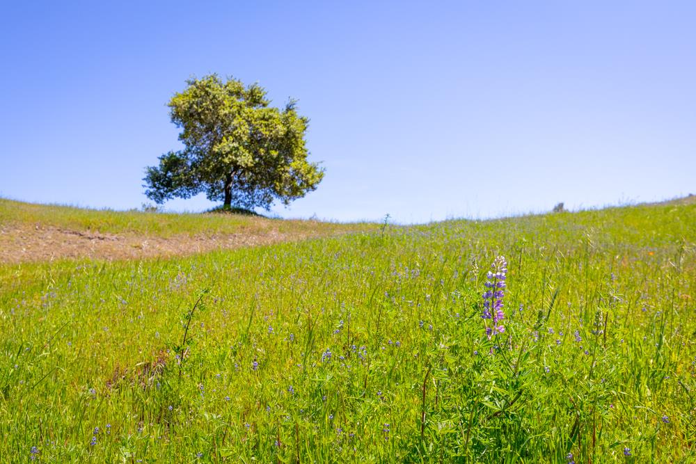 104 Happy Valley Way, SANTA CRUZ, California 95065, ,Lots And Land,For Sale,Happy Valley Way,40963702