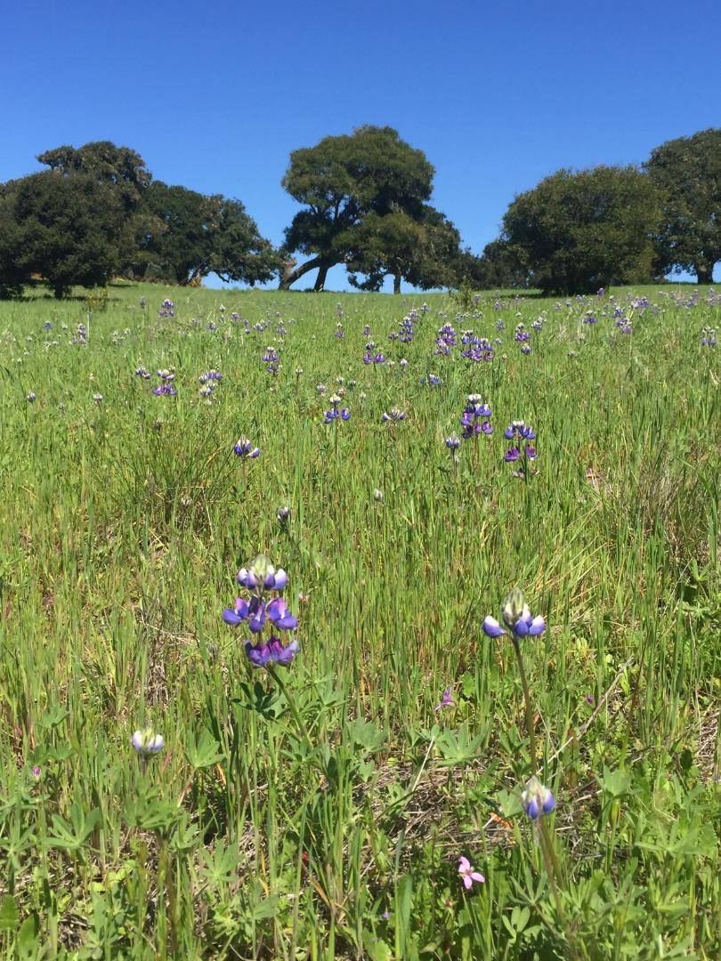 8315 Vista Monterra (Lot 147), MONTEREY, California 93940, ,Lots And Land,For Sale,Vista Monterra (Lot 147),40963760