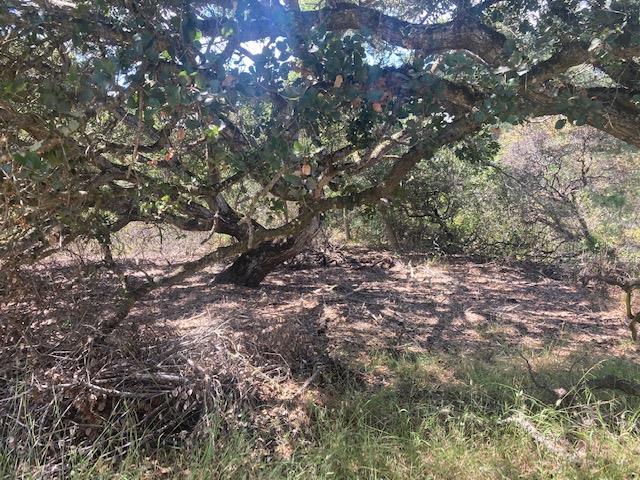 19555 Vierra Canyon Road, SALINAS, California 93907, ,Lots And Land,For Sale,Vierra Canyon Road,40963390