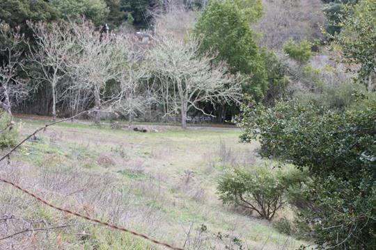 0 Branciforte Drive, SANTA CRUZ, California 95065, ,Lots And Land,For Sale,Branciforte Drive,40963468