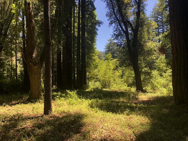 17141 HIGHWAY 9, BOULDER CREEK, California 95006, ,Lots And Land,For Sale,HIGHWAY 9,40962052