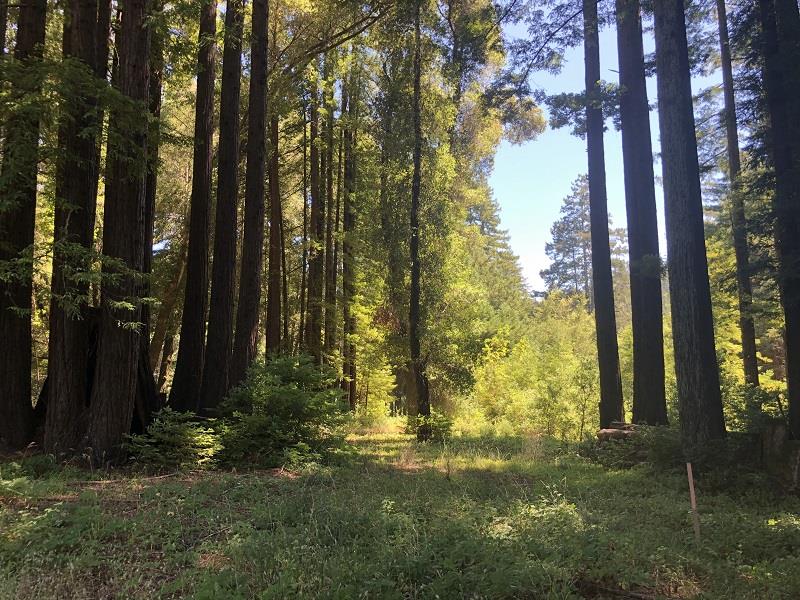 17141 HIGHWAY 9, BOULDER CREEK, California 95006, ,Lots And Land,For Sale,HIGHWAY 9,40962052