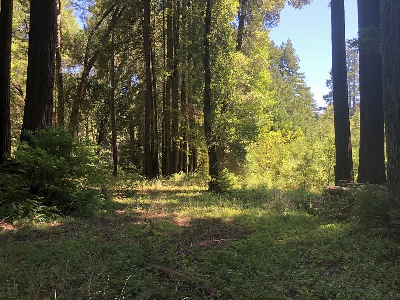 17141 HIGHWAY 9, BOULDER CREEK, California 95006, ,Lots And Land,For Sale,HIGHWAY 9,40962052