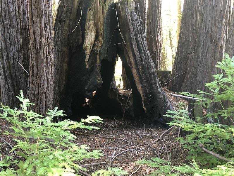 17141 HIGHWAY 9, BOULDER CREEK, California 95006, ,Lots And Land,For Sale,HIGHWAY 9,40962052