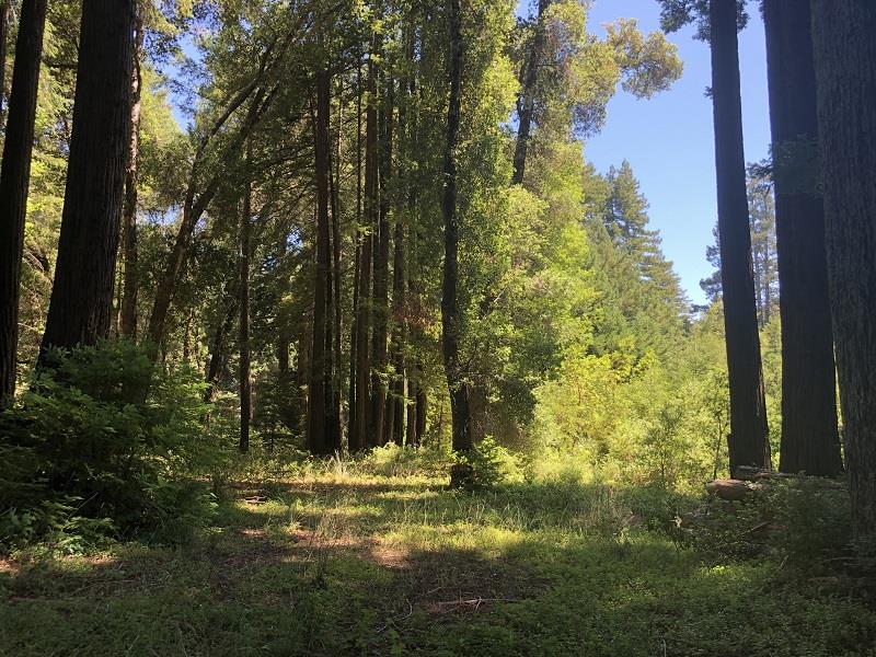 17141 HIGHWAY 9, BOULDER CREEK, California 95006, ,Lots And Land,For Sale,HIGHWAY 9,40962052