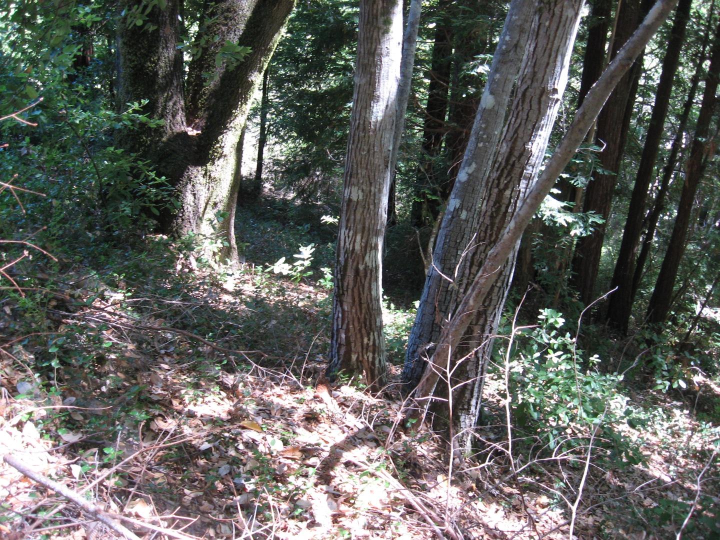 216 Everest Drive, BOULDER CREEK, California 95006, ,Lots And Land,For Sale,Everest Drive,40964403