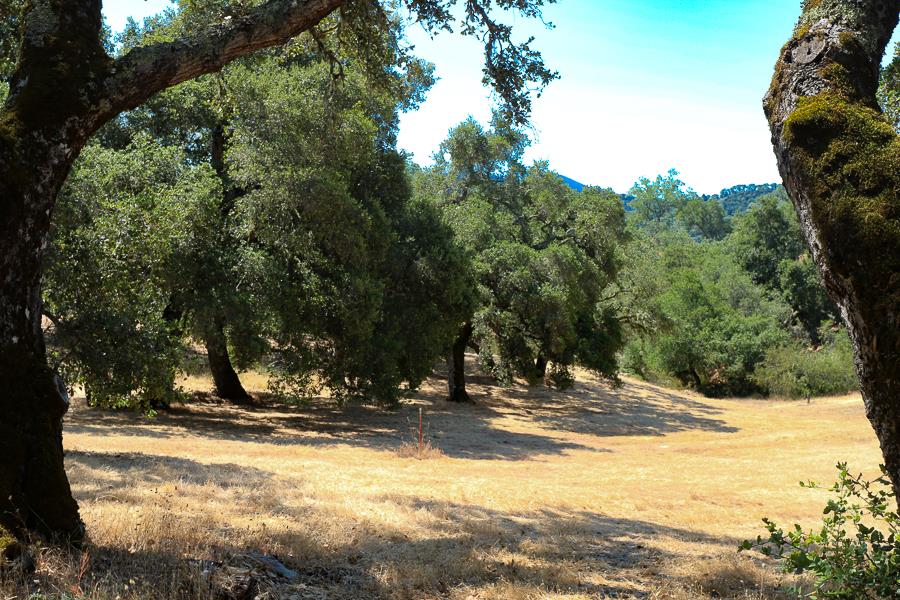 7 Long Ridge Trail, CARMEL VALLEY, California 93923, ,Lots And Land,For Sale,Long Ridge Trail,40965108