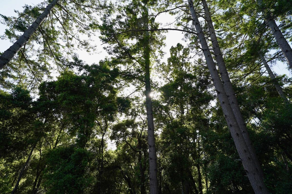 000 Cathedral Drive, APTOS, California 95003, ,Lots And Land,For Sale,Cathedral Drive,40964714