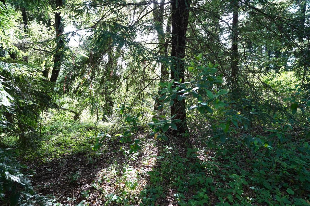 000 Cathedral Drive, APTOS, California 95003, ,Lots And Land,For Sale,Cathedral Drive,40964714