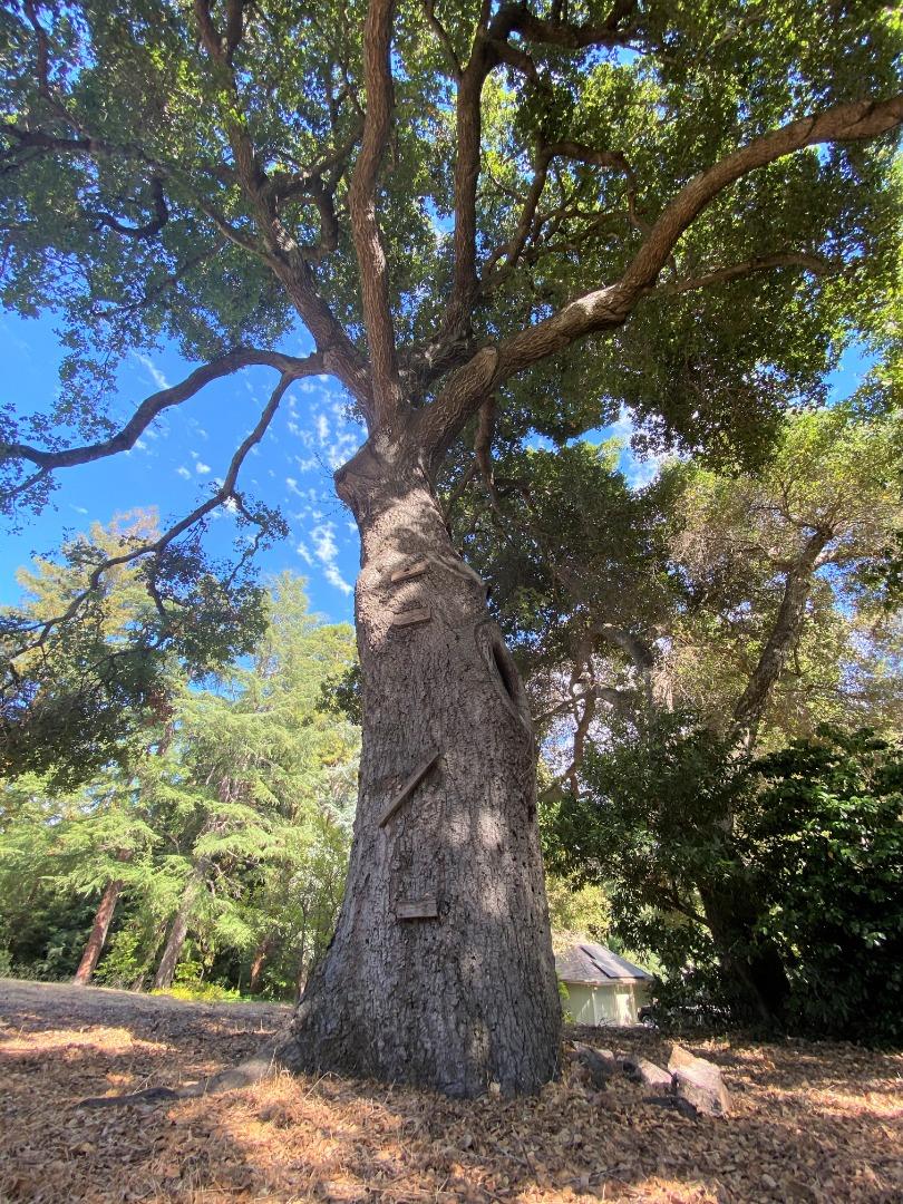 20625 LOT2 Brookwood Lane, SARATOGA, California 95070, ,Lots And Land,For Sale,Brookwood Lane,40963561