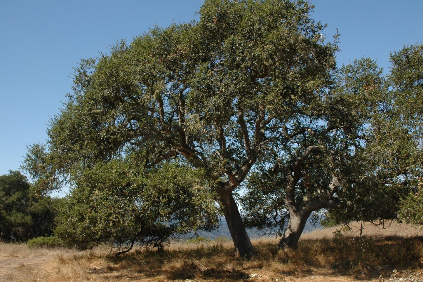 10255 Calle De Robles, CARMEL VALLEY, California 93924, ,Lots And Land,For Sale,Calle De Robles,40963033