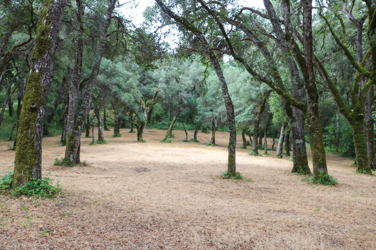 14 Arroyo Sequoia, CARMEL, California 93923, ,Lots And Land,For Sale,Arroyo Sequoia,40963160