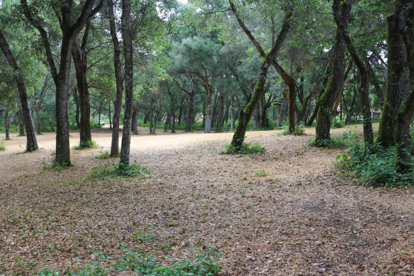 14 Arroyo Sequoia, CARMEL, California 93923, ,Lots And Land,For Sale,Arroyo Sequoia,40963160