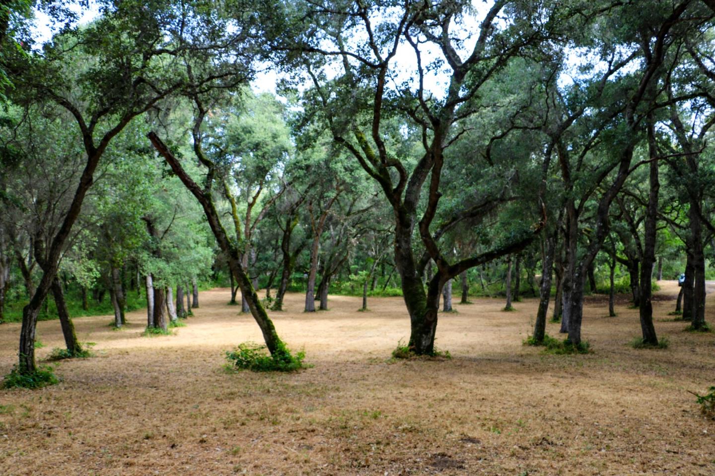 14 Arroyo Sequoia, CARMEL, California 93923, ,Lots And Land,For Sale,Arroyo Sequoia,40963160