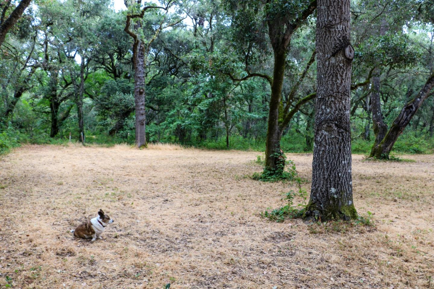 14 Arroyo Sequoia, CARMEL, California 93923, ,Lots And Land,For Sale,Arroyo Sequoia,40963160