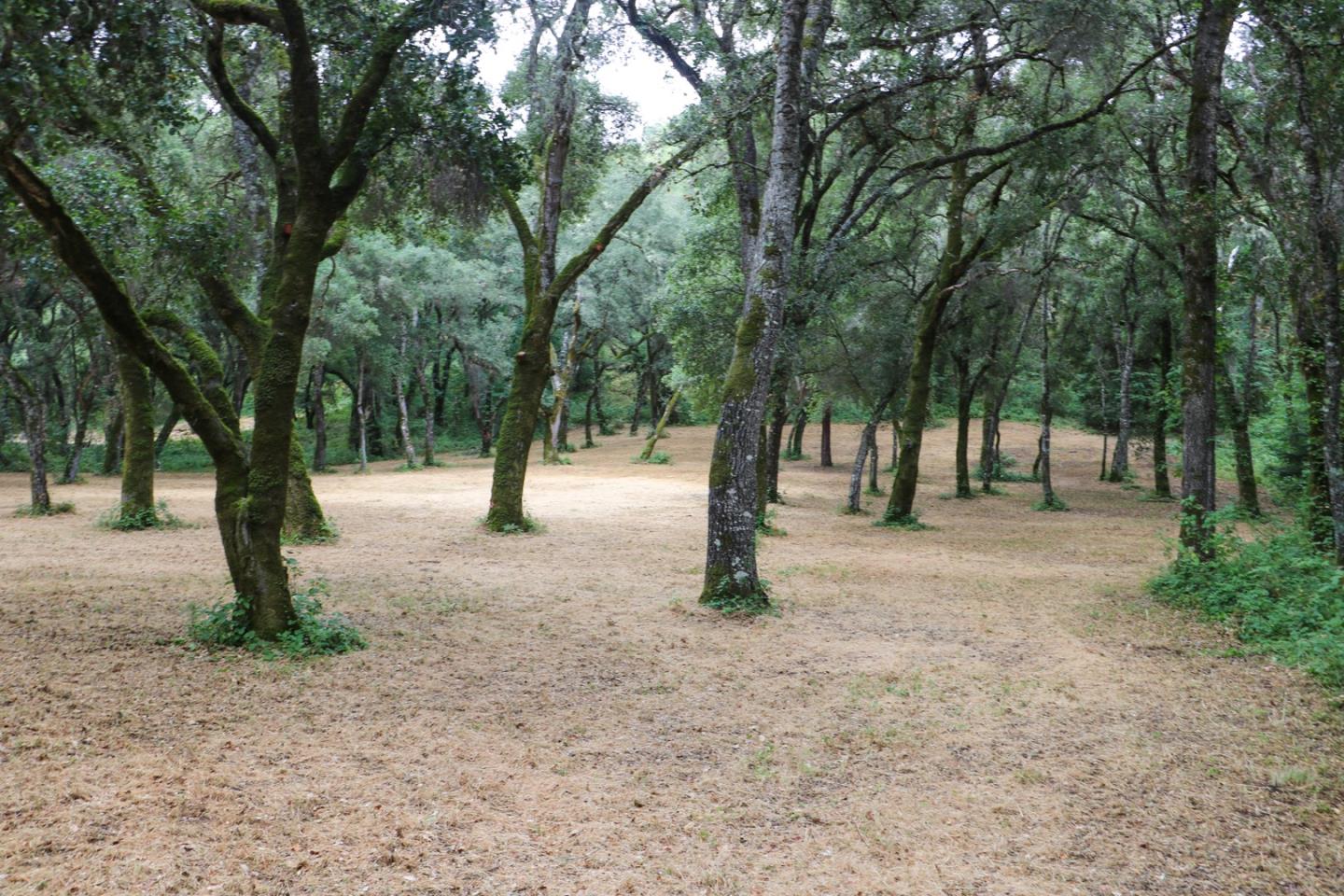 14 Arroyo Sequoia, CARMEL, California 93923, ,Lots And Land,For Sale,Arroyo Sequoia,40963160
