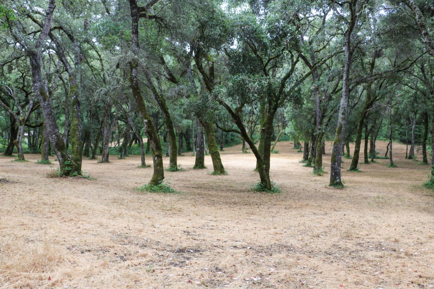 14 Arroyo Sequoia, CARMEL, California 93923, ,Lots And Land,For Sale,Arroyo Sequoia,40963160