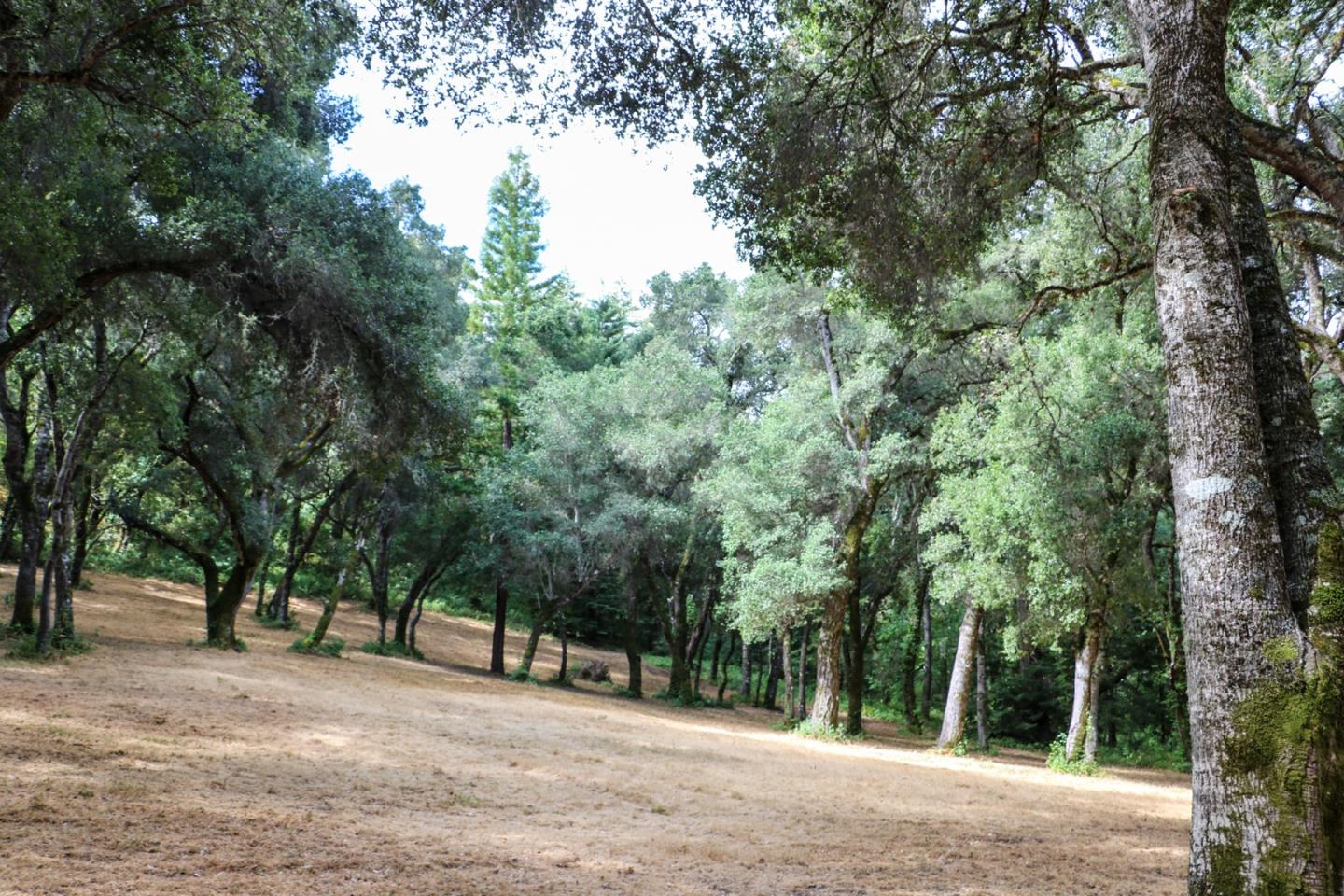 14 Arroyo Sequoia, CARMEL, California 93923, ,Lots And Land,For Sale,Arroyo Sequoia,40963160