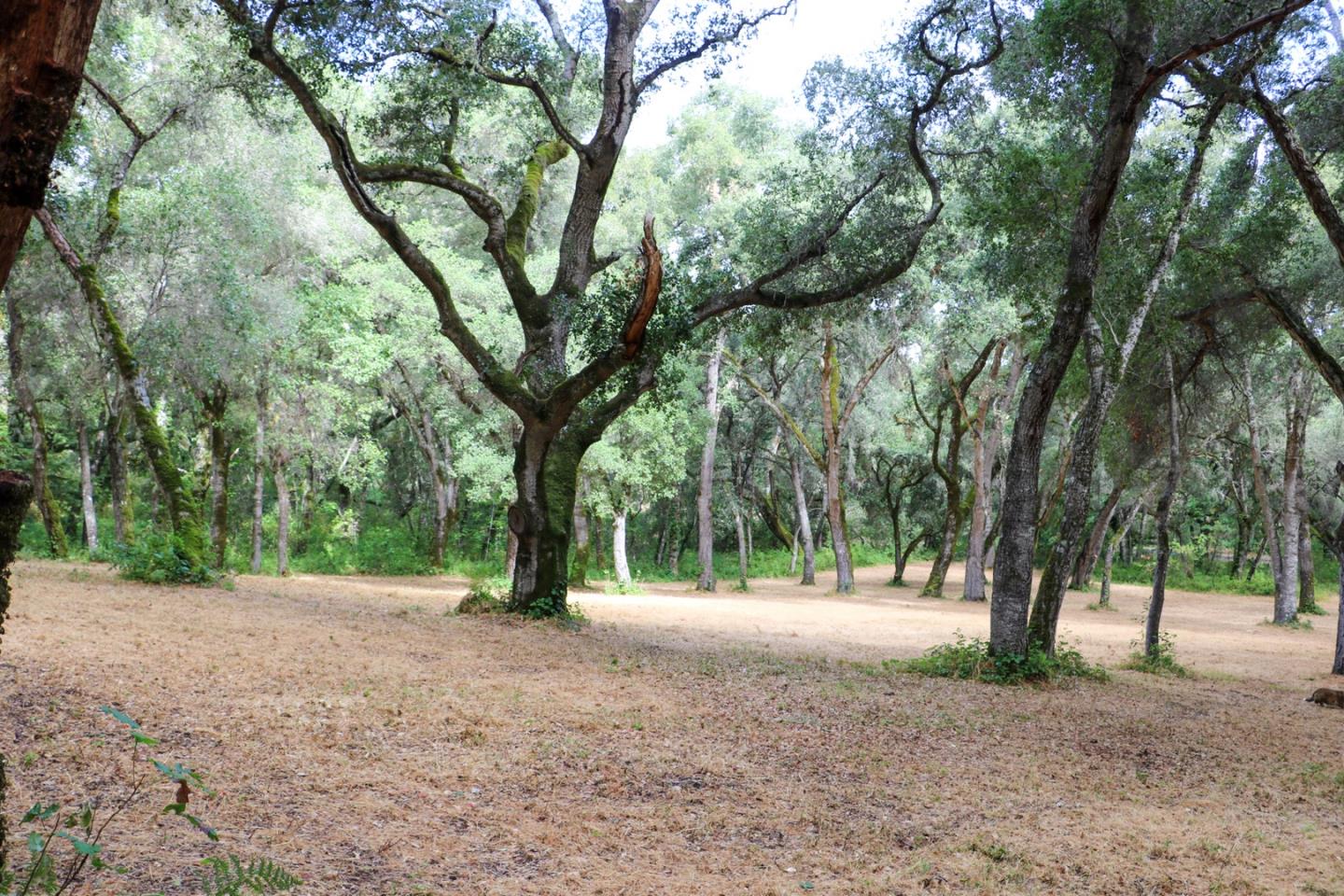 14 Arroyo Sequoia, CARMEL, California 93923, ,Lots And Land,For Sale,Arroyo Sequoia,40963160