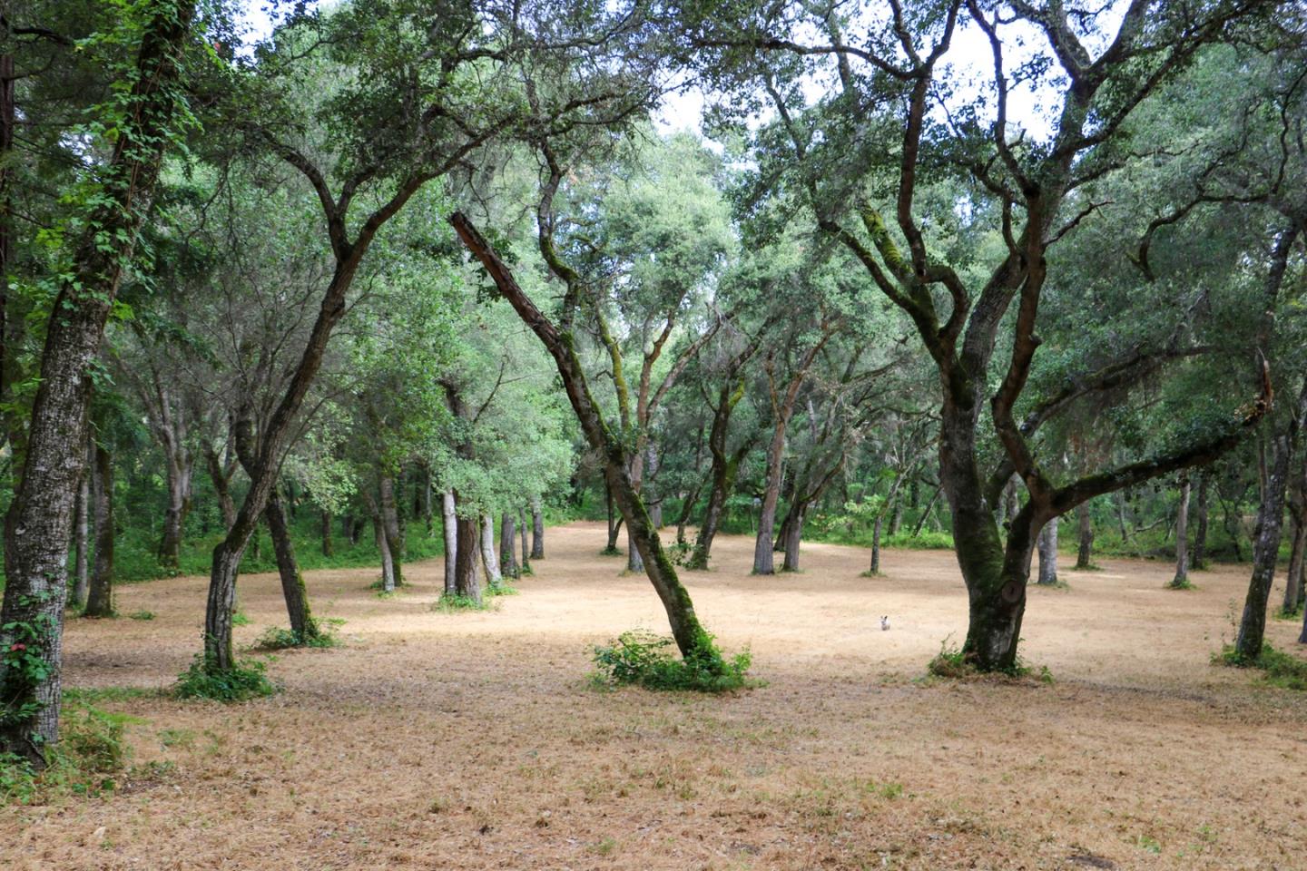 14 Arroyo Sequoia, CARMEL, California 93923, ,Lots And Land,For Sale,Arroyo Sequoia,40963160