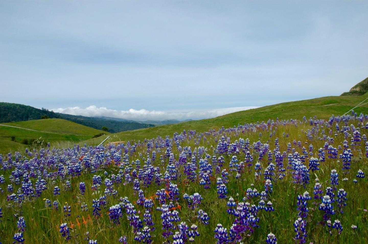 1 Penon Peak Trail, CARMEL, California 93923, ,Lots And Land,For Sale,Penon Peak Trail,40961869