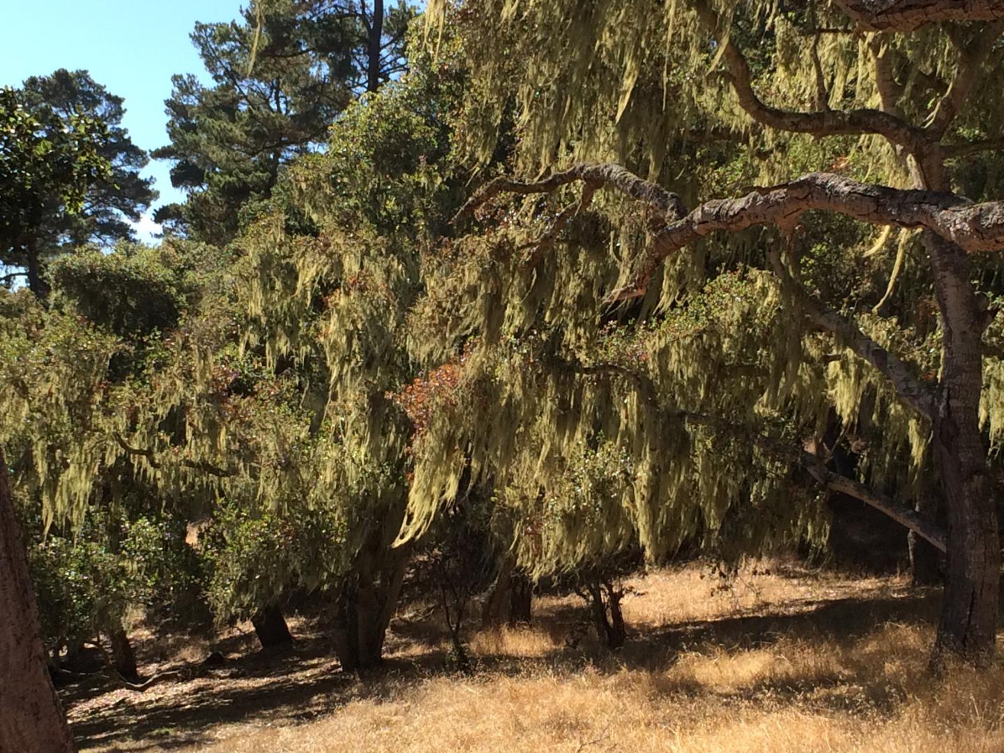 24262 Via Malpaso (Lot 28), MONTEREY, California 93940, ,Lots And Land,For Sale,Via Malpaso (Lot 28),40963766