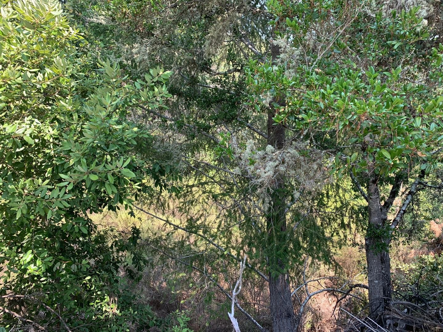 950 Middleton Drive, BOULDER CREEK, California 95006, ,Lots And Land,For Sale,Middleton Drive,40963204