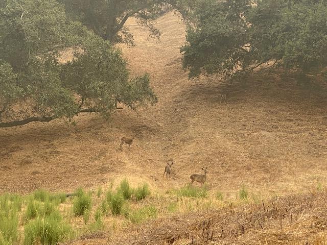 8971 Tea Tree Way, GILROY, California 95020, ,Lots And Land,For Sale,Tea Tree Way,40961973