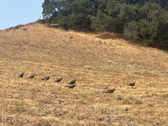 8971 Tea Tree Way, GILROY, California 95020, ,Lots And Land,For Sale,Tea Tree Way,40961973