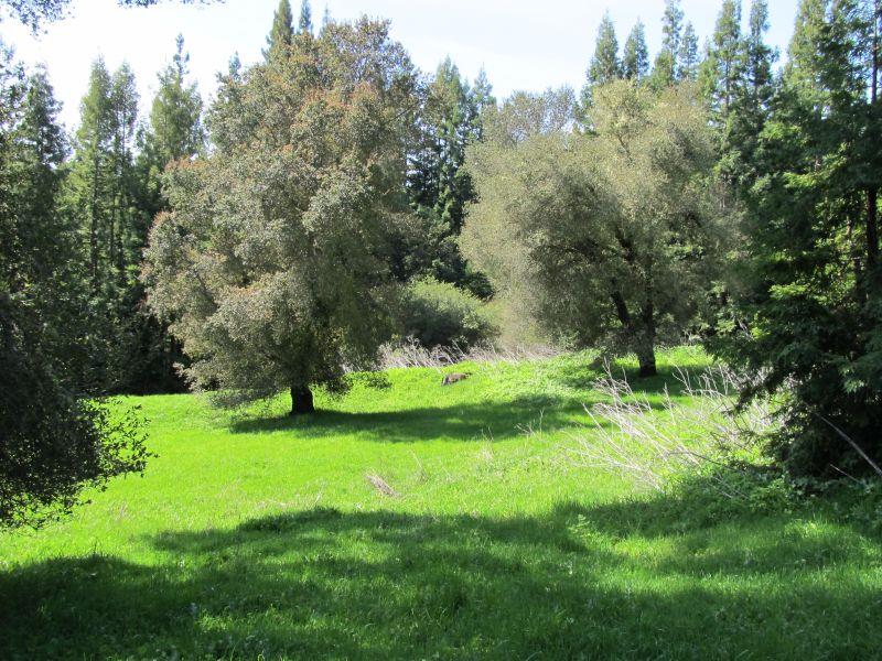 0 Two Bar Road, BOULDER CREEK, California 95006, ,Lots And Land,For Sale,Two Bar Road,40967470